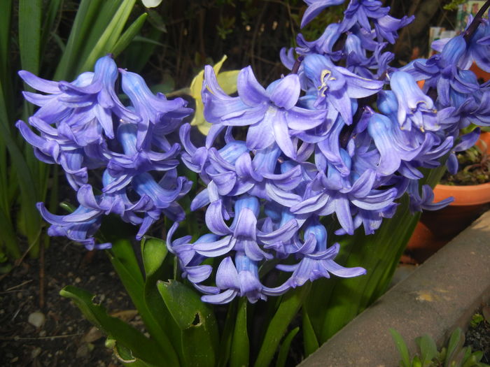 Hyacinth Delft Blue (2016, March 27)
