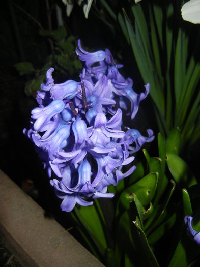 Hyacinth Delft Blue (2016, March 28)