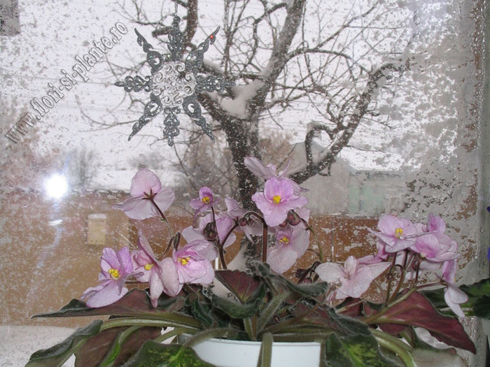 Iarna si floricele- februarie 2010