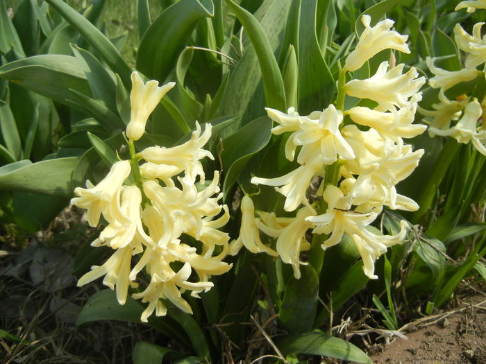 Hyacinth Yellow Queen (2016, March 27)