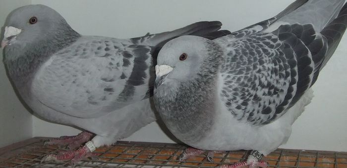 DSCF0230