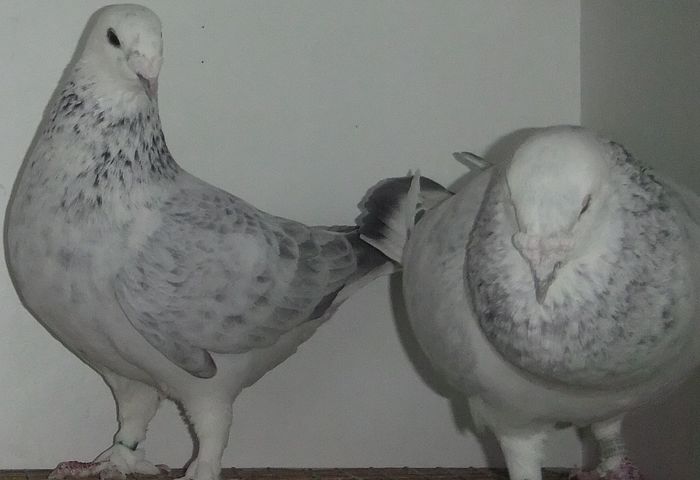 DSCF0369 - Cateva perechi 26 Martie 2016