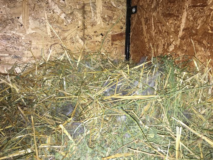 Cuib 29.03.2016; 7 pui
