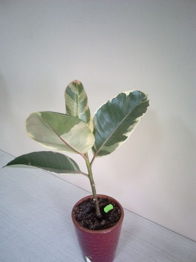 Ficus - 20 lei - disponibil pe comanda - AAA Plante de vanzare