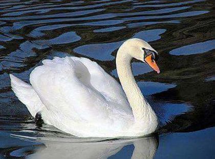 FB_IMG_1459352459216