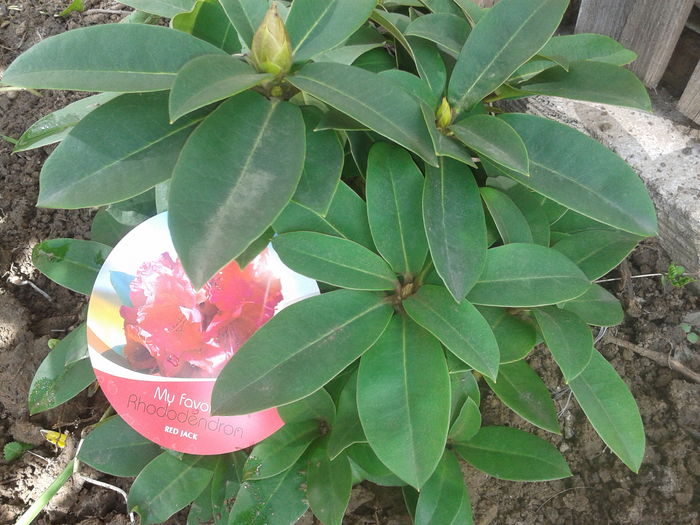 RED JACK - AZALEE SI  RHODODENDRONI