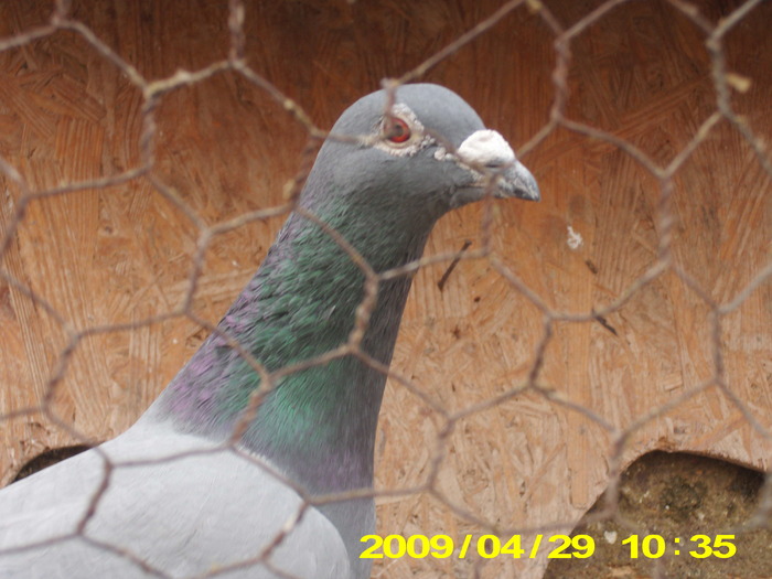 Picture 242; porumbelul di anul 2002
