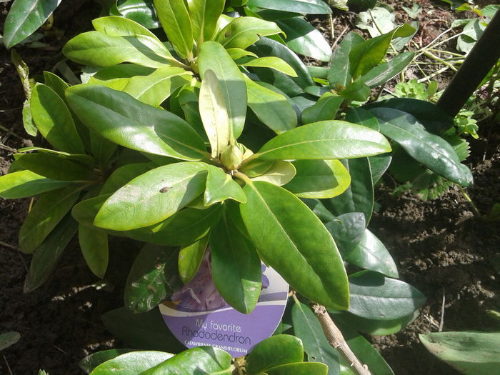 20160331_113420 - AZALEE SI  RHODODENDRONI