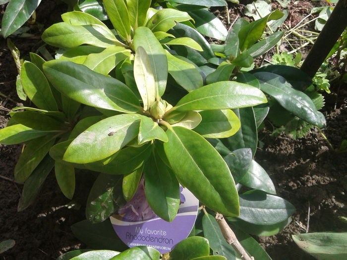 CATAWBIENSE GRANDIFLORUM - AZALEE SI  RHODODENDRONI