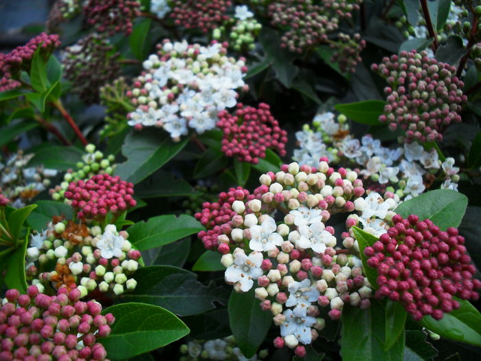 VIBURNUM TINUS