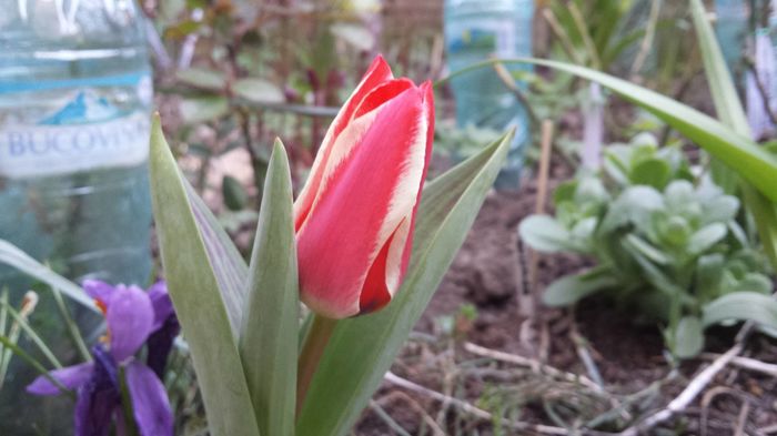 Lalea frunza variegata - Plantele mele de gradina