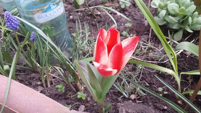 Lalea frunza variegata