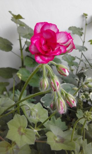 20160331_073010 - Flori 2016