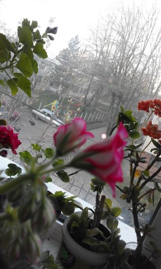 20160331_073036 - Flori 2016