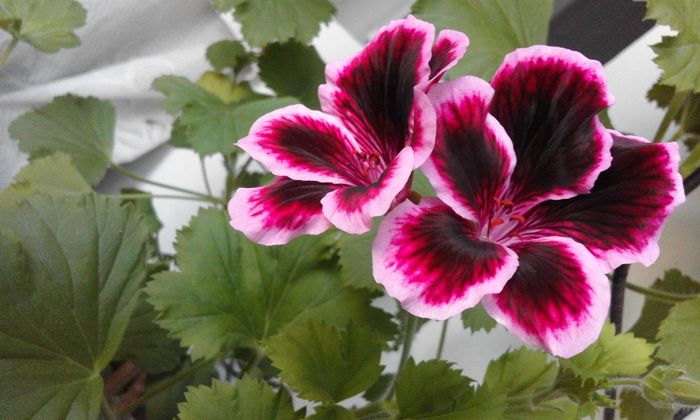 20160331_073507 - Flori 2016