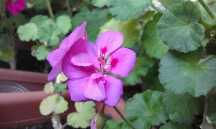 20160331_073533 - Flori 2016