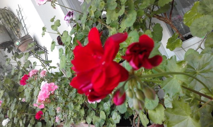 20160331_073628 - Flori 2016