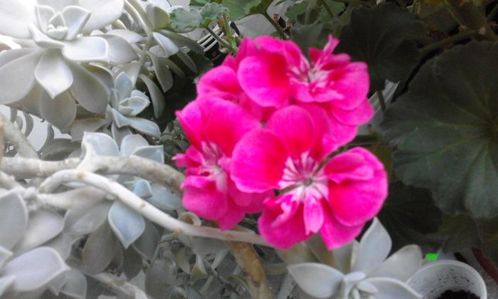 20160331_073705 - Flori 2016