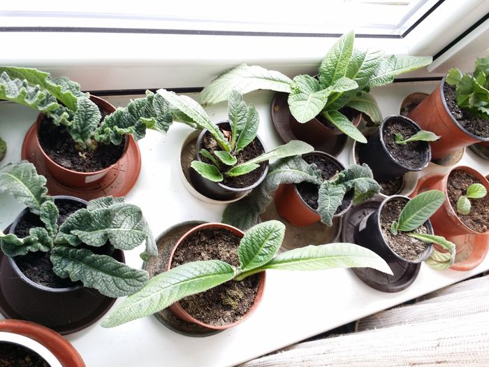 20160331-streptocarpusi - Plante in ghiveci 2016