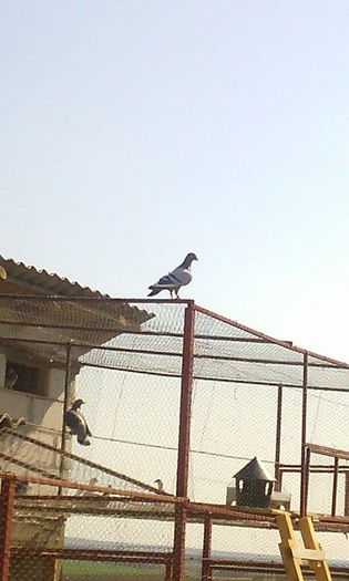 e favoritul meu din 2015