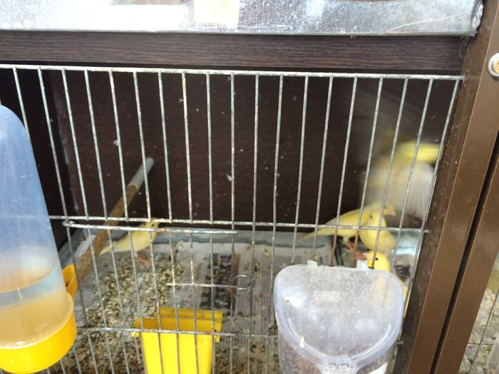 image - 4 Roller 2016