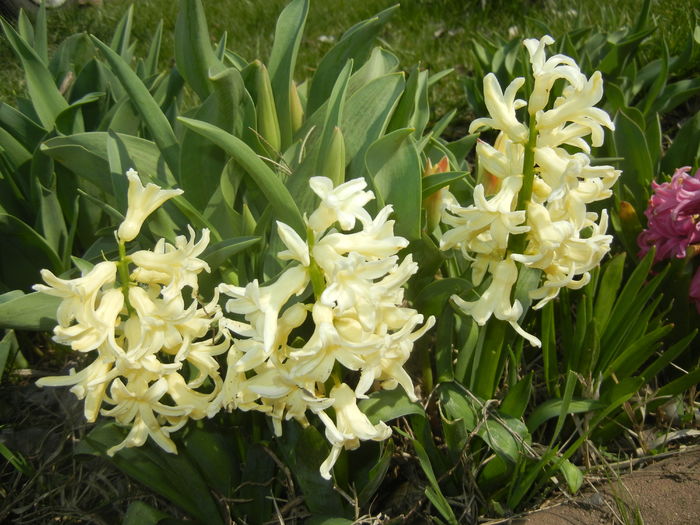 Hyacinth Yellow Queen (2016, March 28)