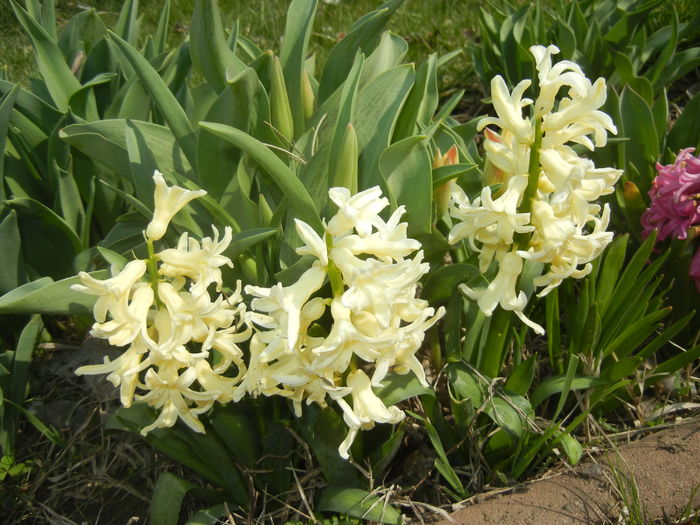 Hyacinth Yellow Queen (2016, March 28)