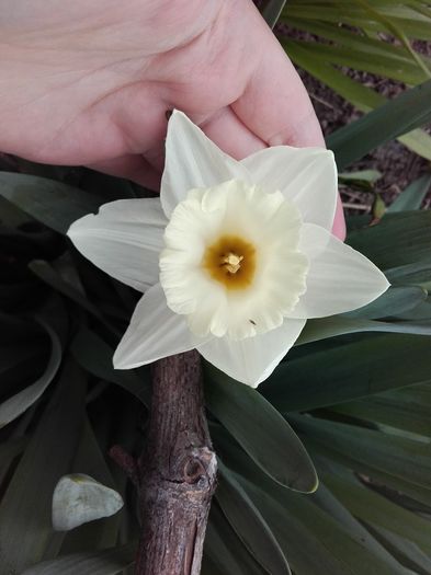 narcisă