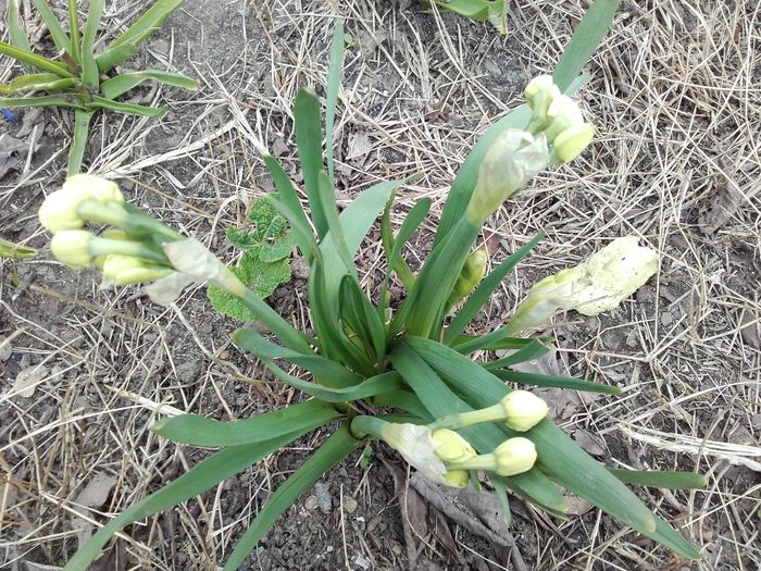 narcisă