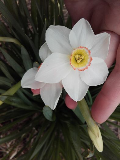 narcisă