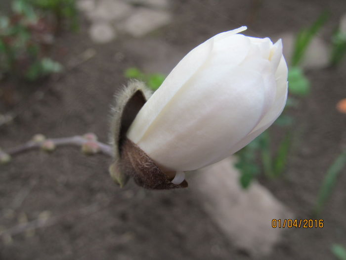 Magnolia Stelata - Flori in gradina-2016