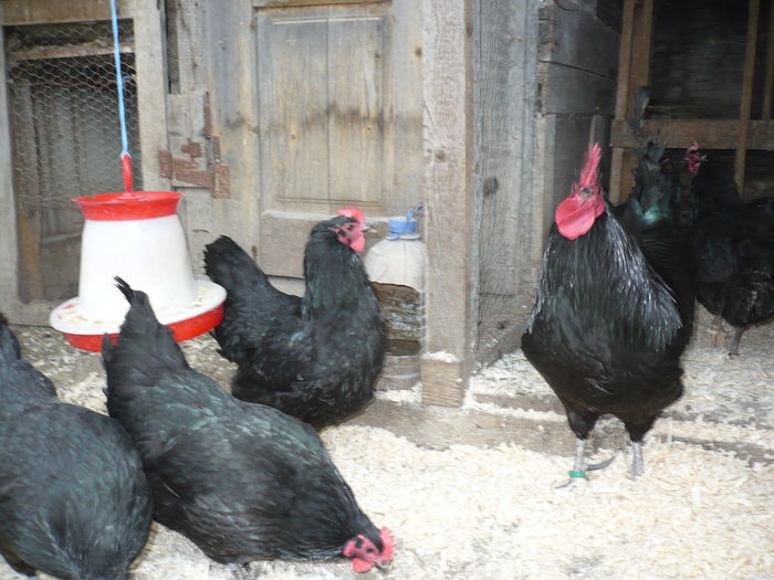 246 - GAINI AUSTRALORP