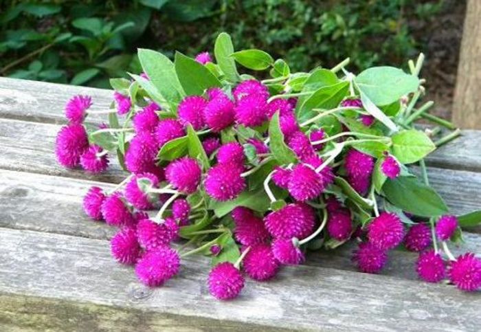 Gomphrena Purple 1ron/buc