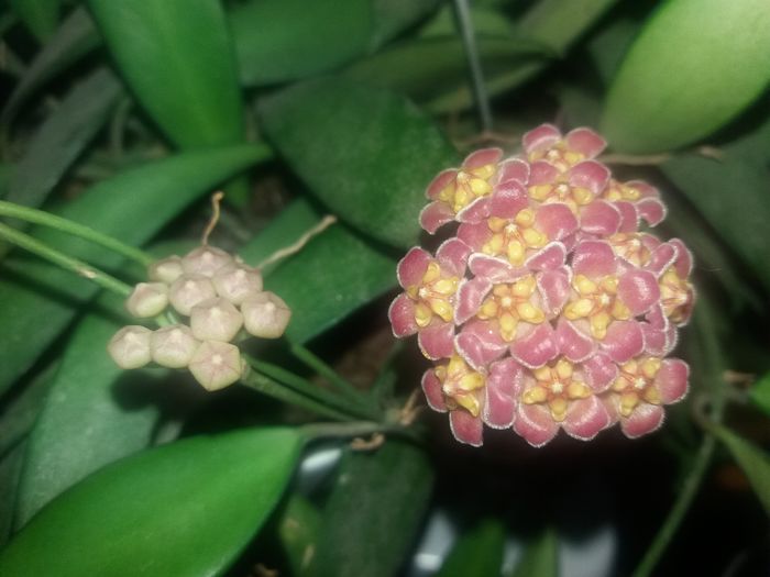 20160331_180903 - hoya infloriri