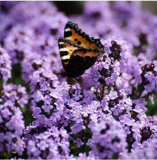 Creeping Thymus Herb 0,5ron/buc