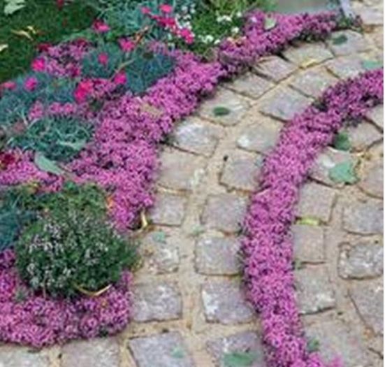 Creeping Thymus Herb 0,5ronbuc (2)