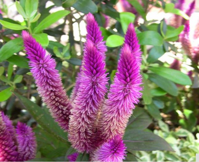 Flamingo cockscomb 1ron/buc