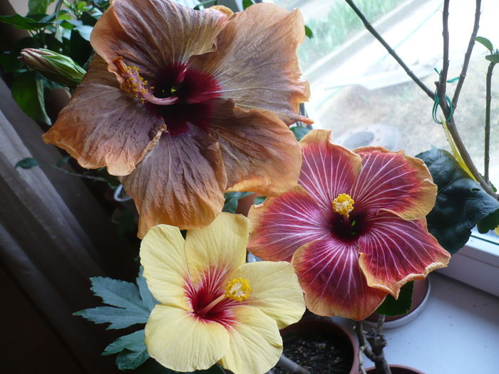 P1250530 - HIBISCUSI 2016-1