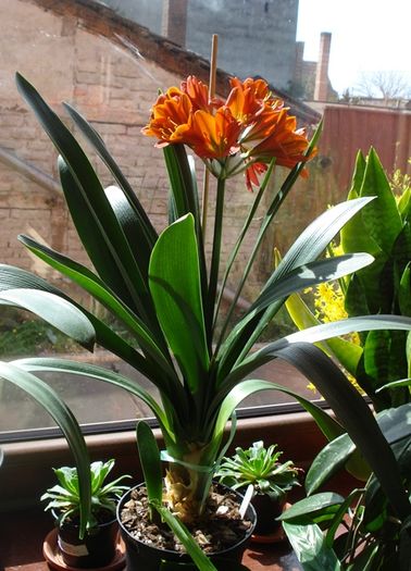 GT, mama, finalul infloririi - clivia in 2016