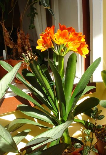 Gt, puiul (1) - clivia in 2016