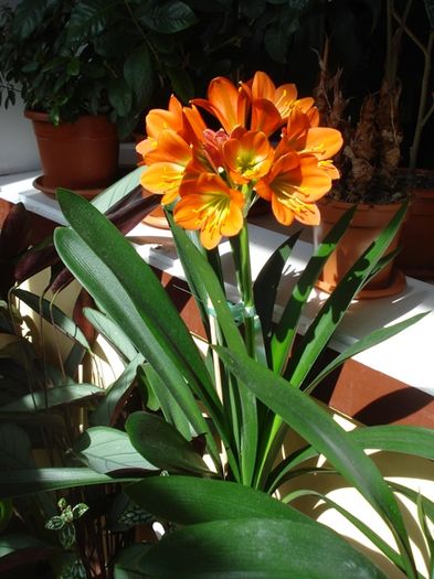 Gt, puiul (2) - clivia in 2016