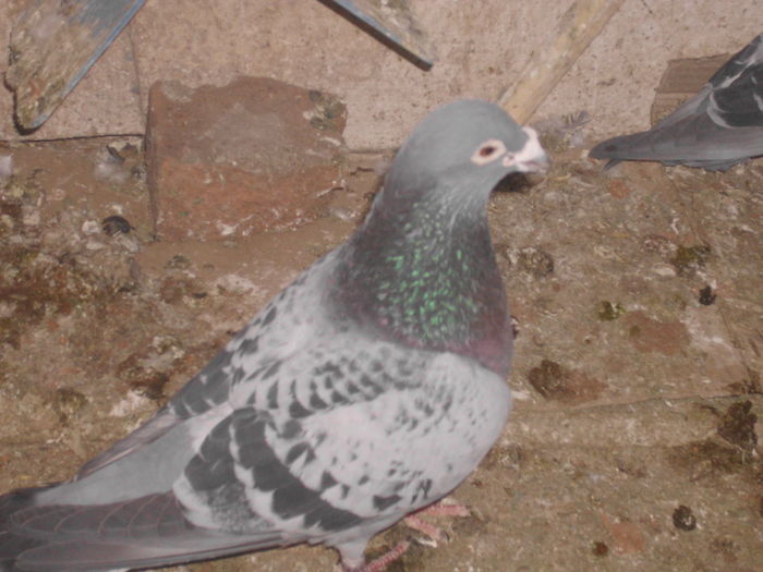 IMG_1281; m 2007ochi rosu
