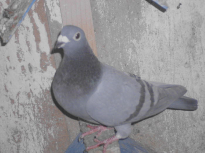 IMG_1282; f salie 2007 pereche cu 2007 din olandezi salii
