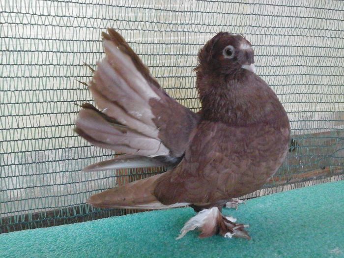 M 5343, 2015, 100 lei