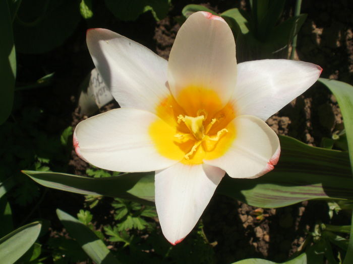 `Heart`s Delight`