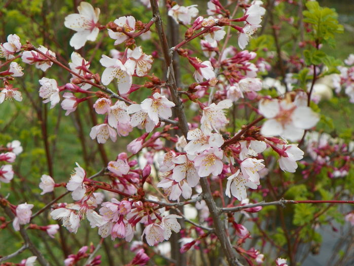 prunus kurilensis Ruby