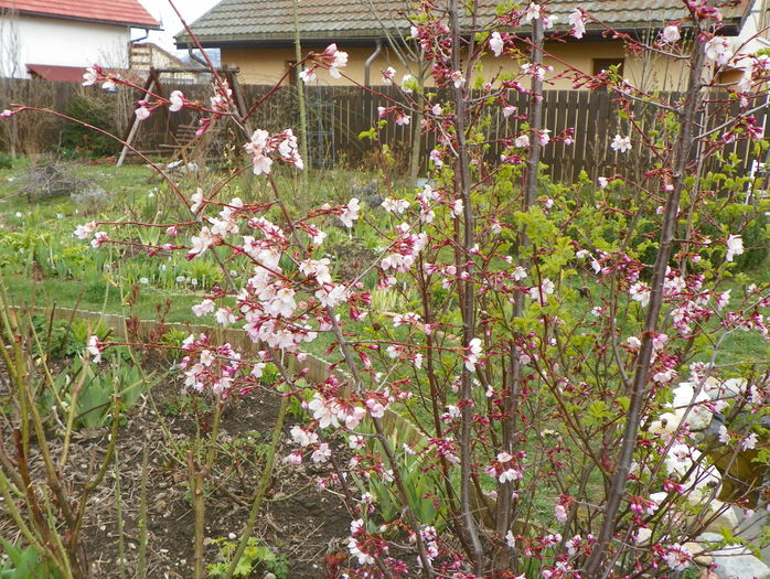 prunus kurilensis Ruby