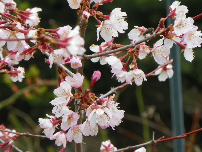 prunus kurilensis Ruby - Copacei si arbusti 2016