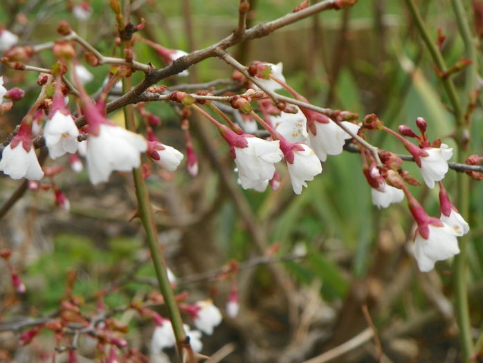 prunus Kojo-no-mai - Copacei si arbusti 2016