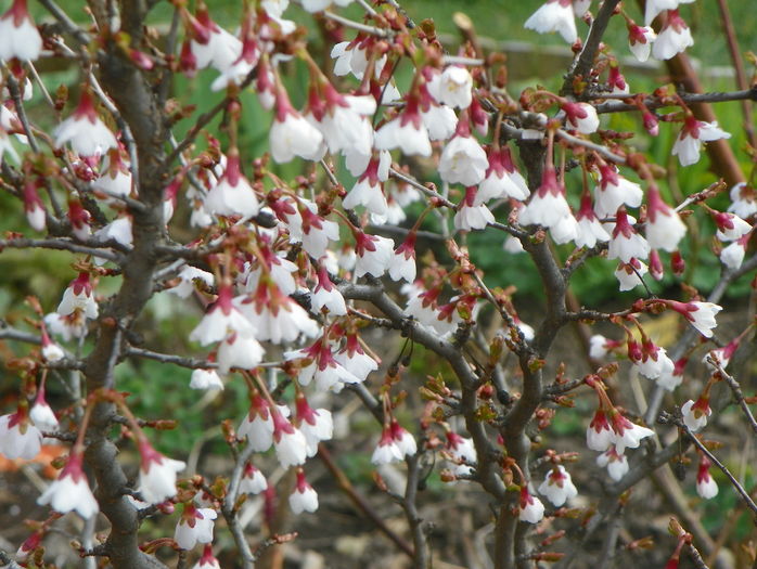 prunus Kojo-no-mai - Copacei si arbusti 2016